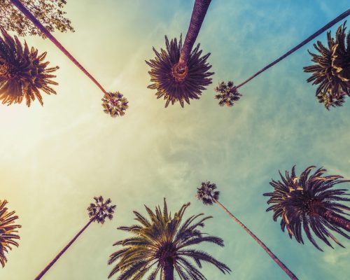 Los Angeles palm trees on sunny sky background, low angle shot. Vintage tone
